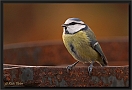 pimpelmees DSC_0530-01